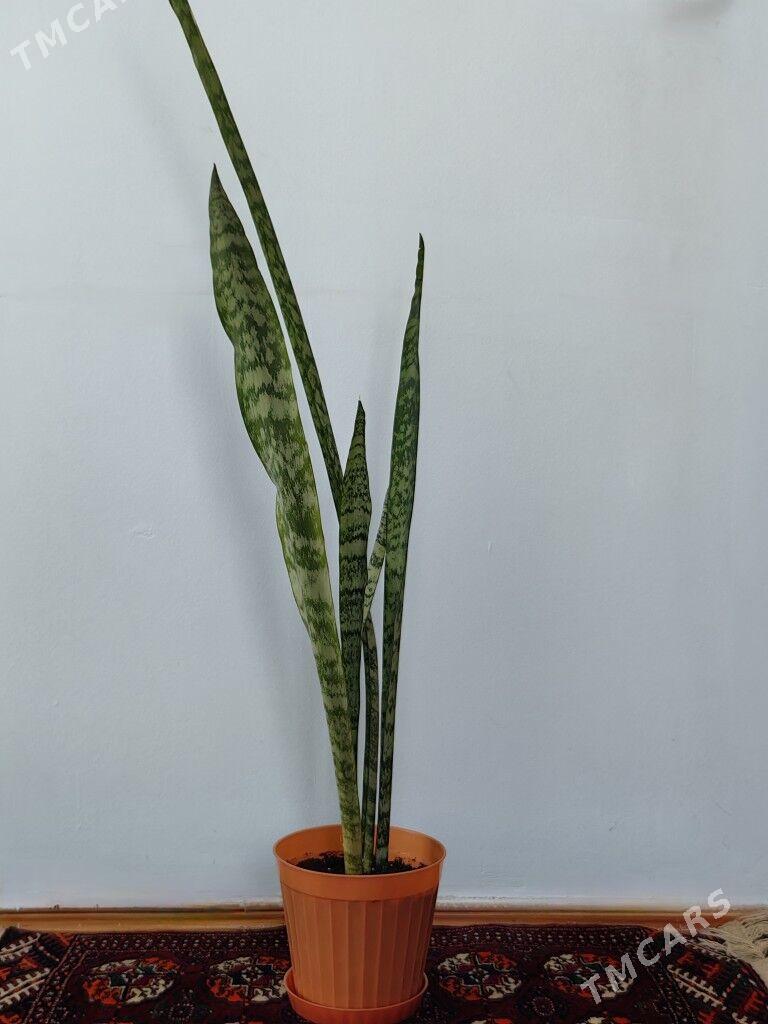 комнатные растения - Ашхабад - img 1