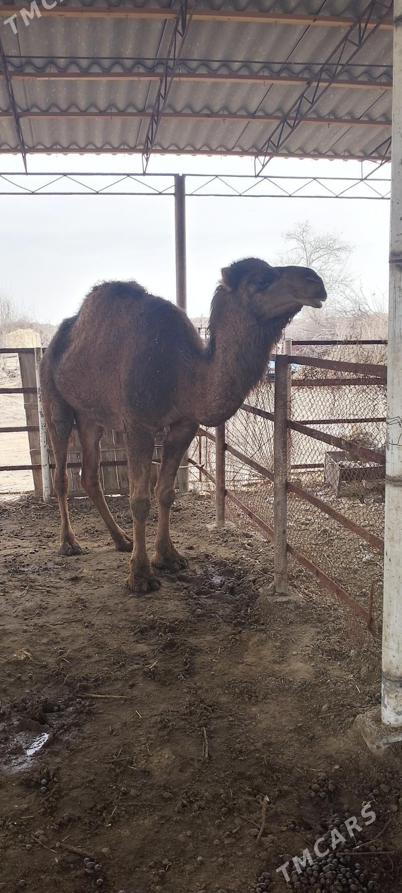 bakylan duye - Baýramaly - img 1