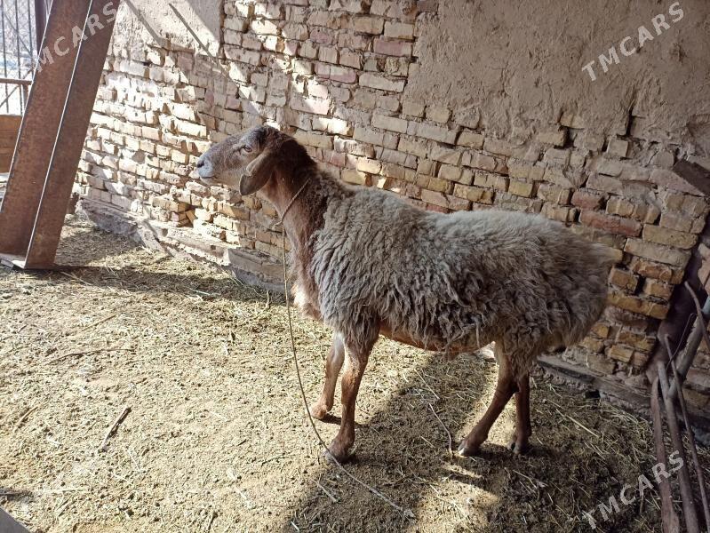 Goç - Baýramaly - img 1