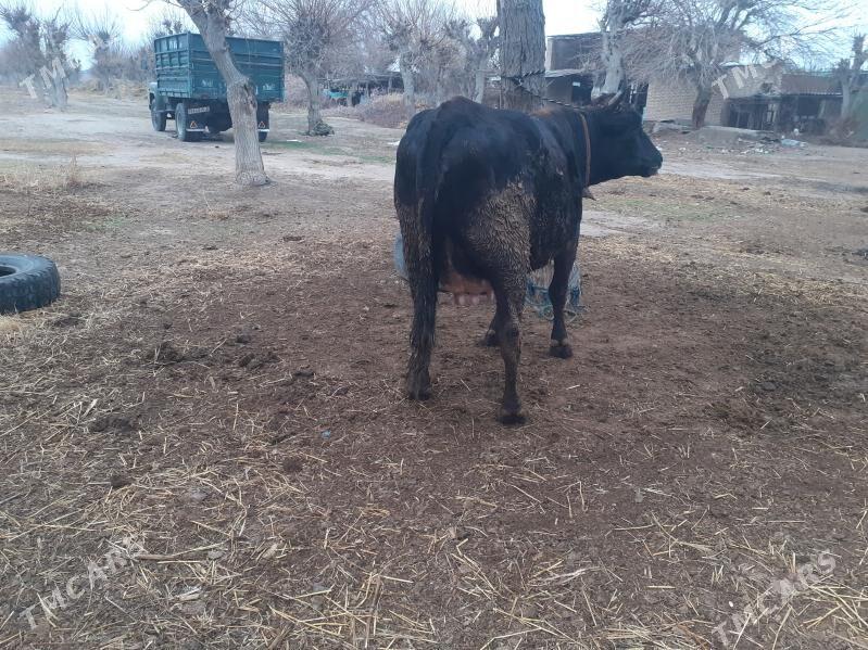 saglyk sygyr - Sakar - img 1