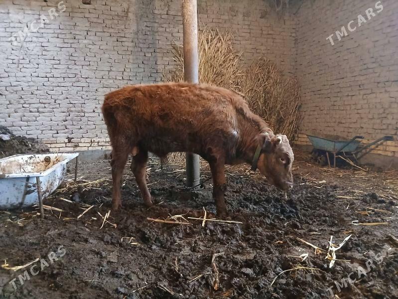 Öküz - Дашогуз - img 1