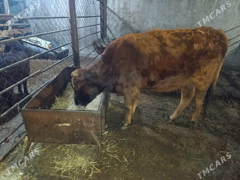 tuwe - Чоганлы - img 1