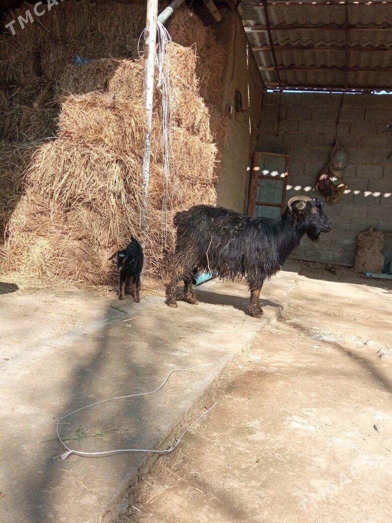 owlakly geçi - Бахарден - img 1