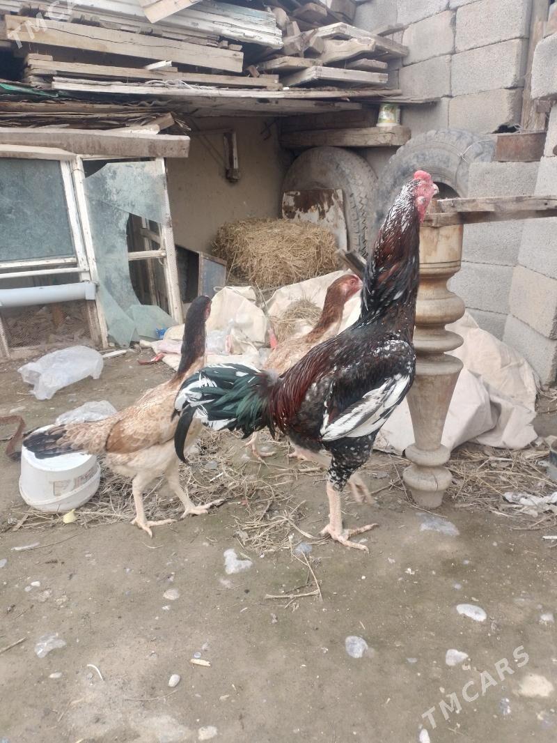 Taskent - Бузмеин - img 1