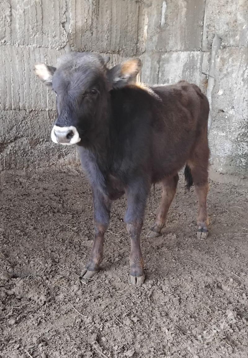 ŠWES OKUZ - Büzmeýin - img 1