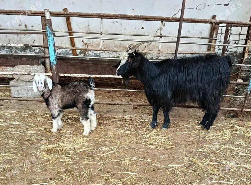 owlakly geçi - Ашхабад - img 1