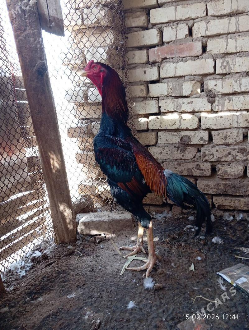 TASGENT HORAZ - Мургап - img 1