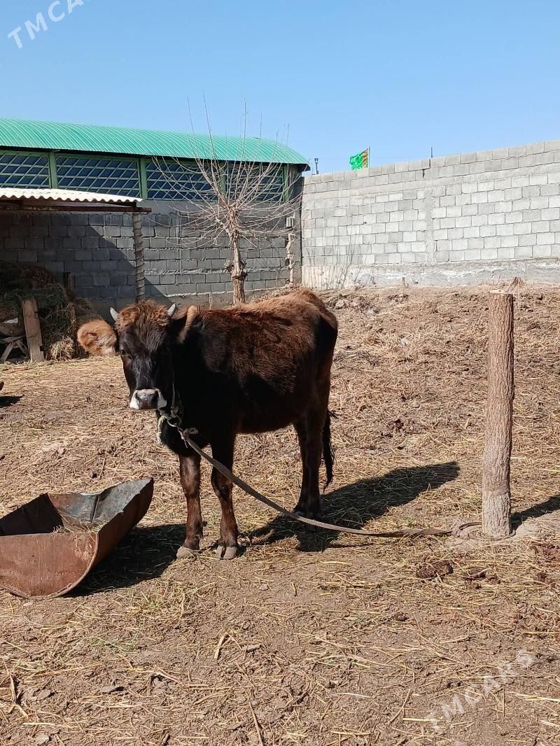 SWES TUWE - Gökdepe - img 1