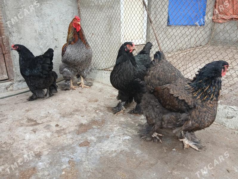 Brama bulu - Gökdepe - img 1