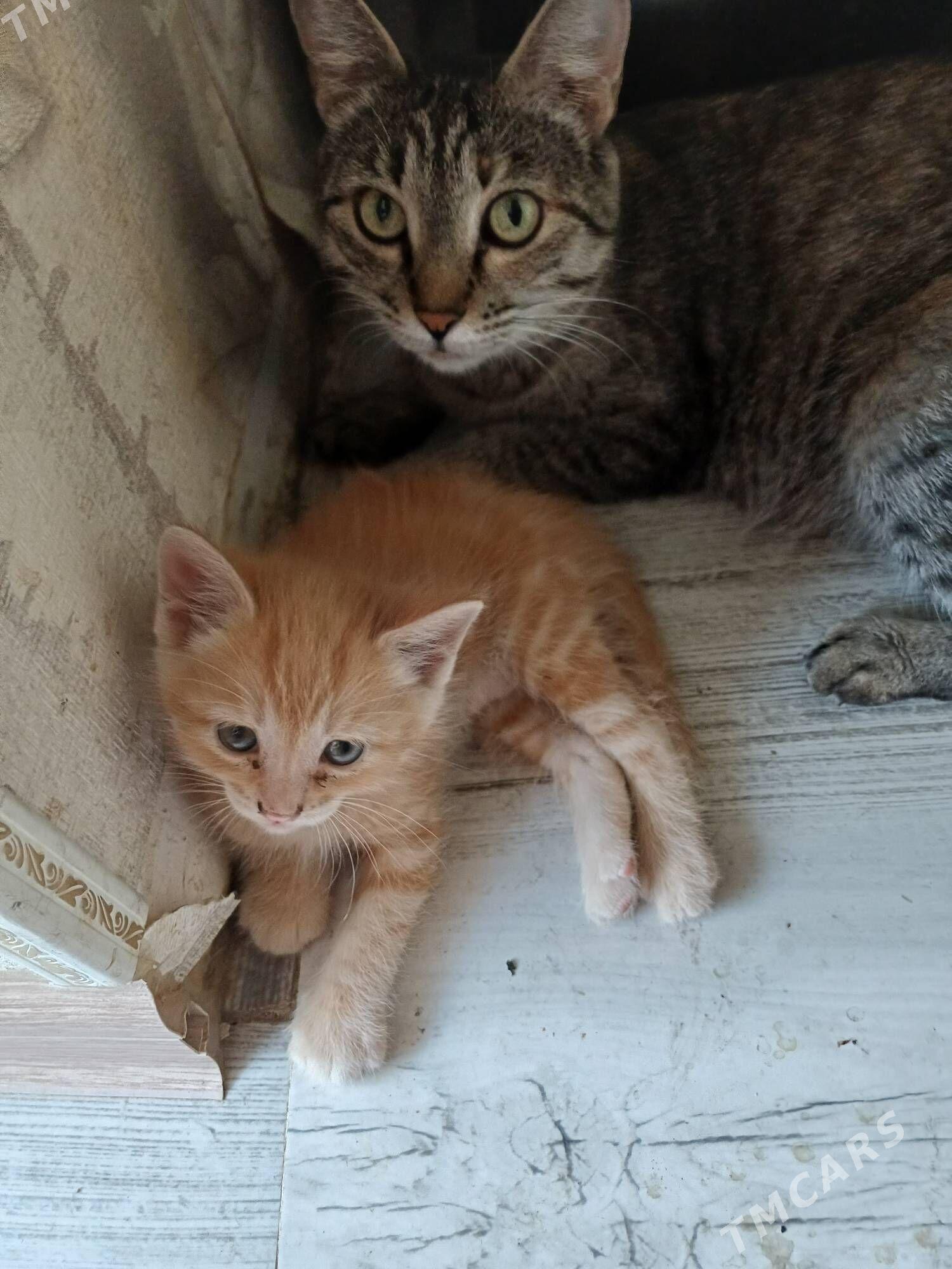 отдам котят в добрые руки - 3 mkr - img 1