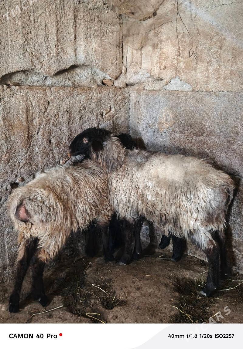 isek - Gypjak - img 1