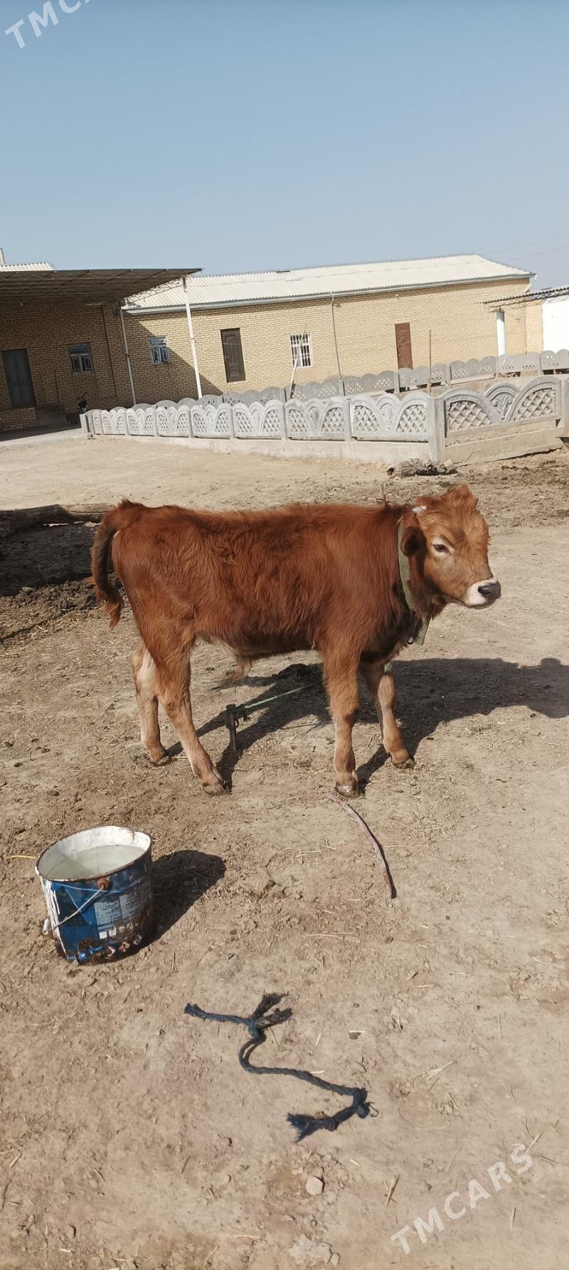 okiz - Мары - img 1