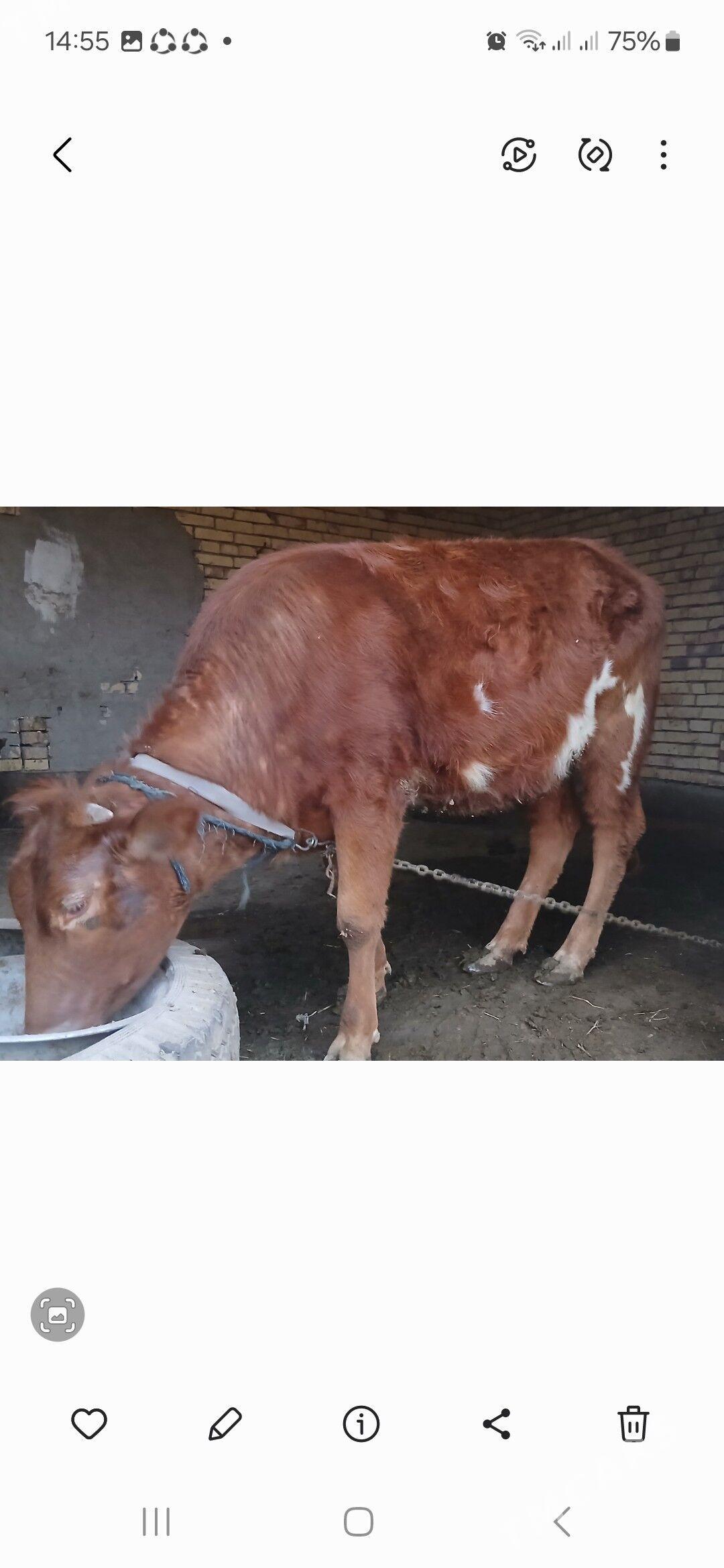 Gulajynlar - Сакарчага - img 1