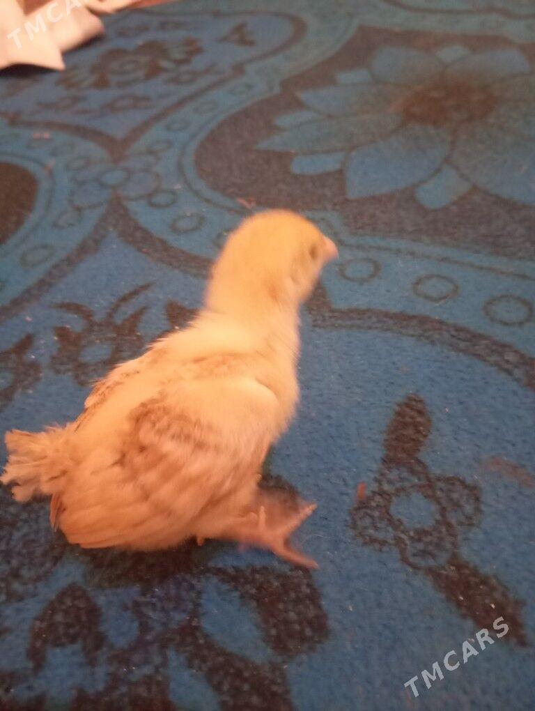 jüýje. köneürgenç. - Кёнеургенч - img 1