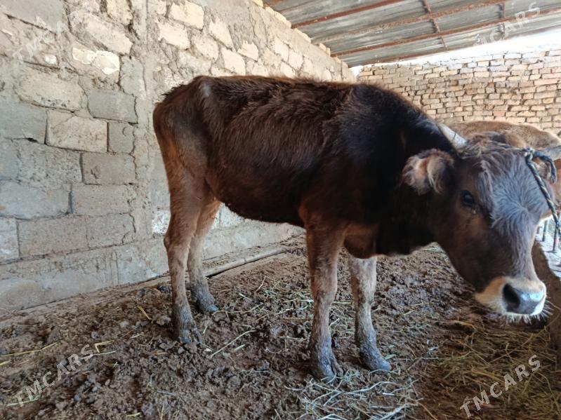 tüwe - Gökdepe - img 1