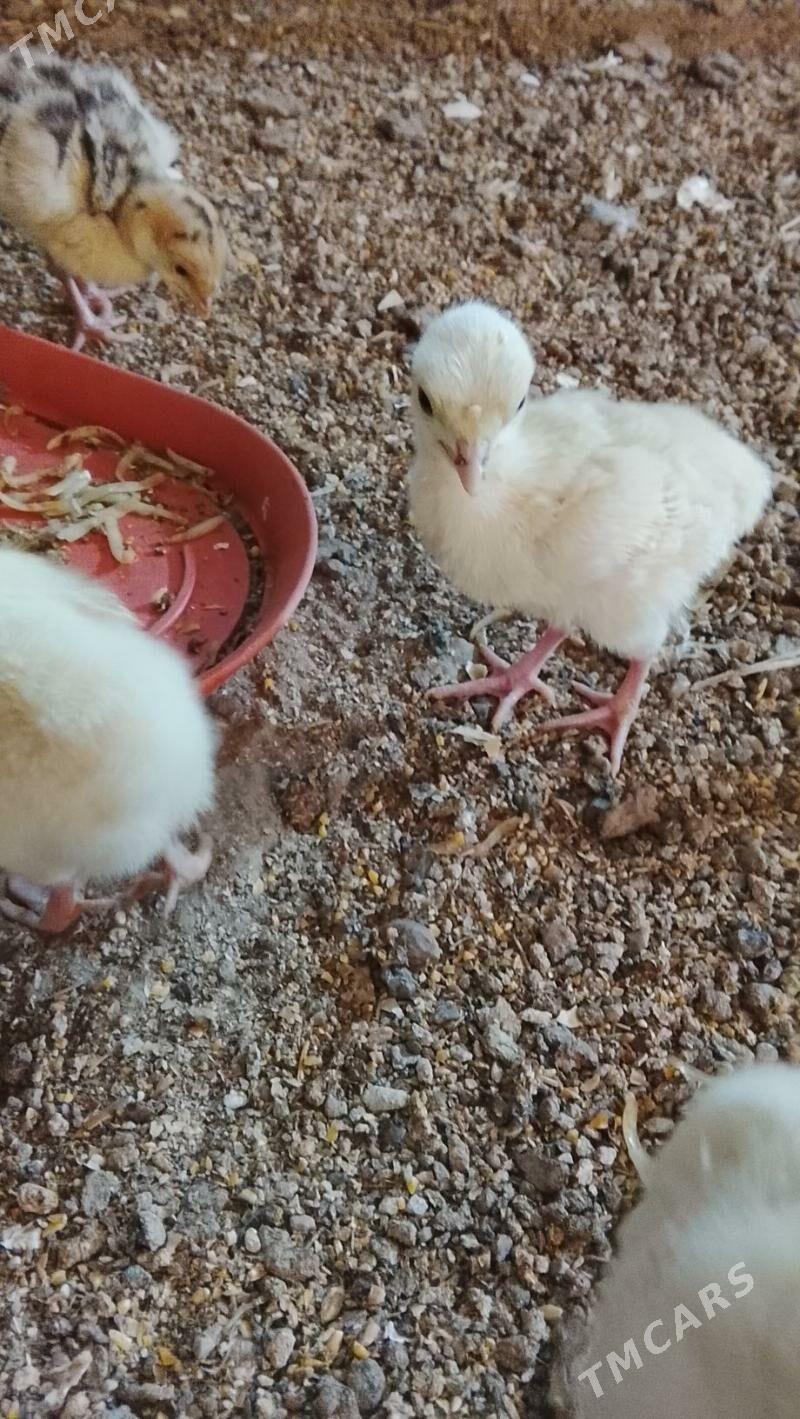 induk juje sagdyn - Туркменабат - img 1