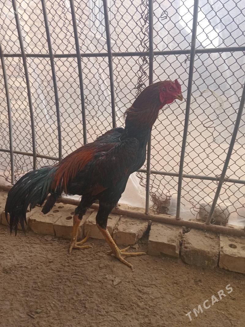 horaz - Mary - img 1