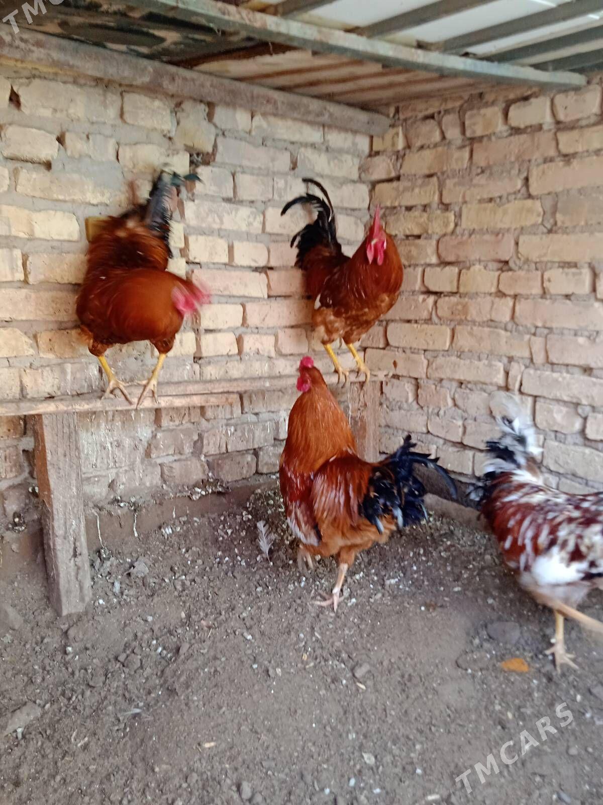 Horaz - Daşoguz - img 1