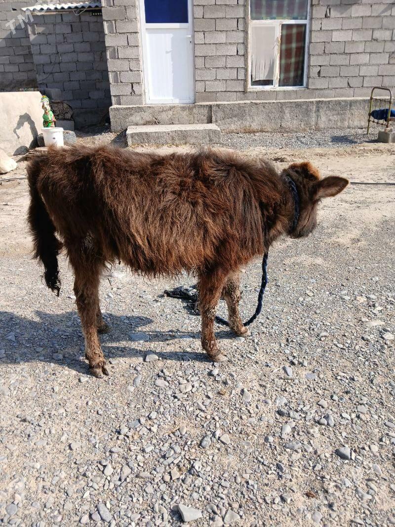 Tuwe - Gökdepe - img 1