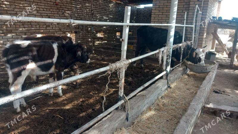 göleli sygyrlar/öküzler - Mary - img 1