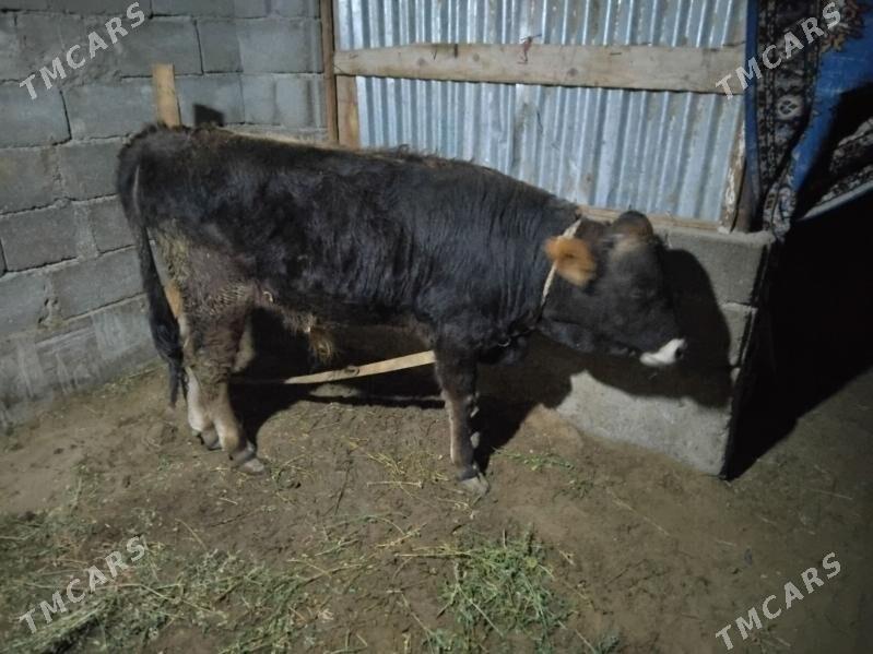 okuz - Gökdepe - img 1