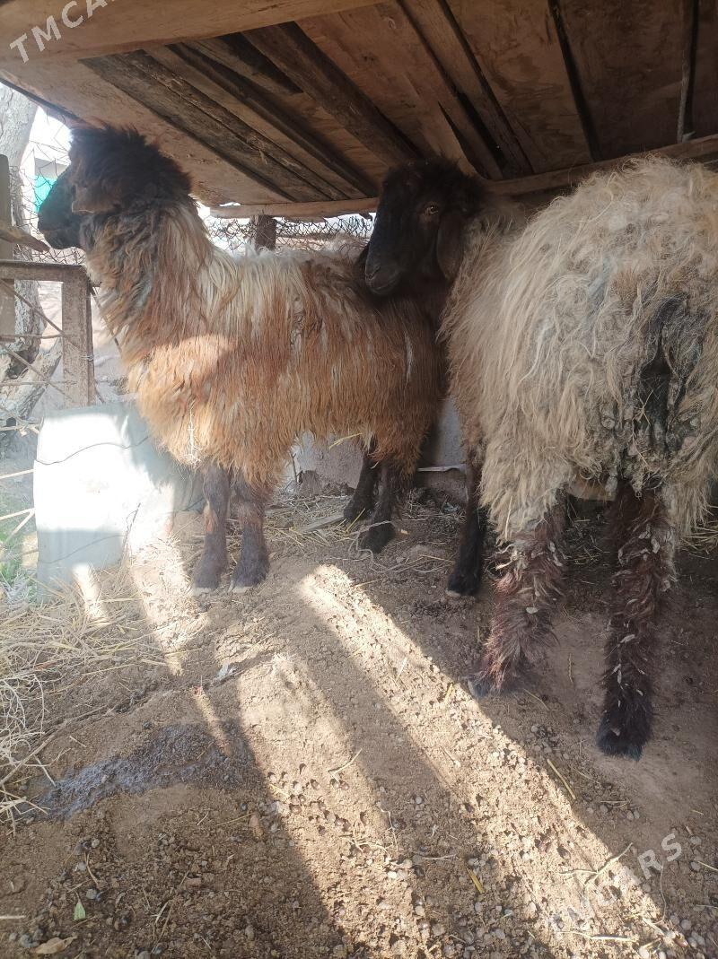 koçkarlar - Туркменабат - img 1