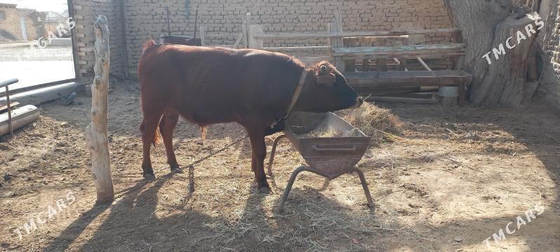 okuz - Мары - img 1