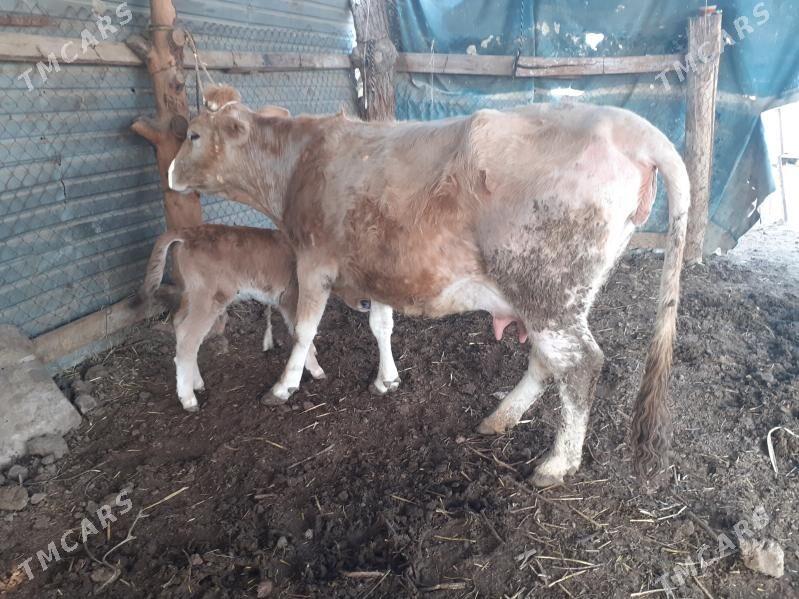 saglyk sygyr - Sakar - img 1