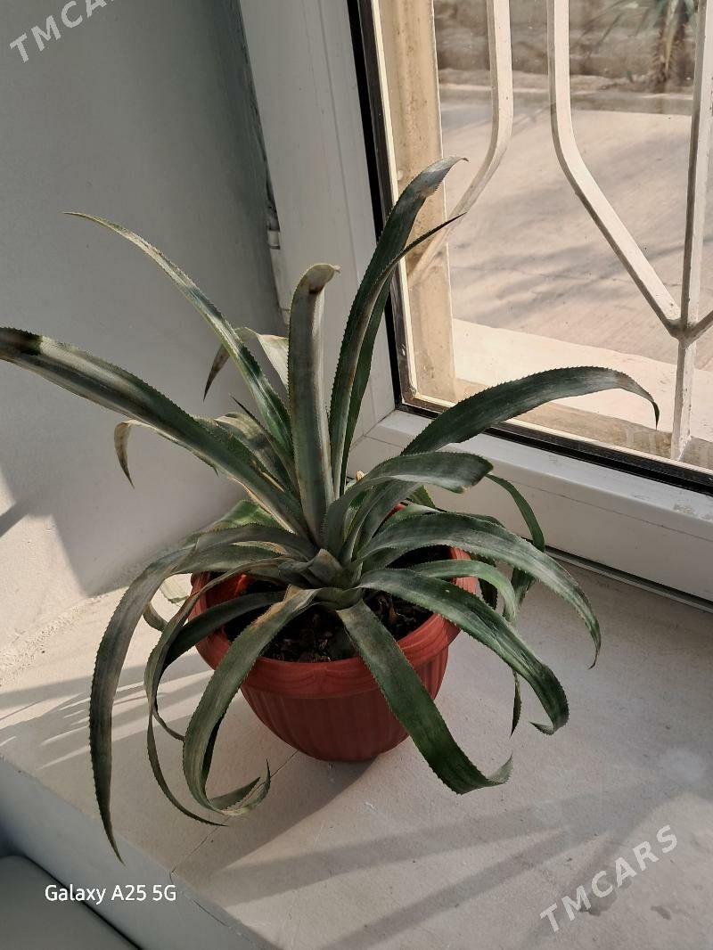 aAnanas - Ашхабад - img 1