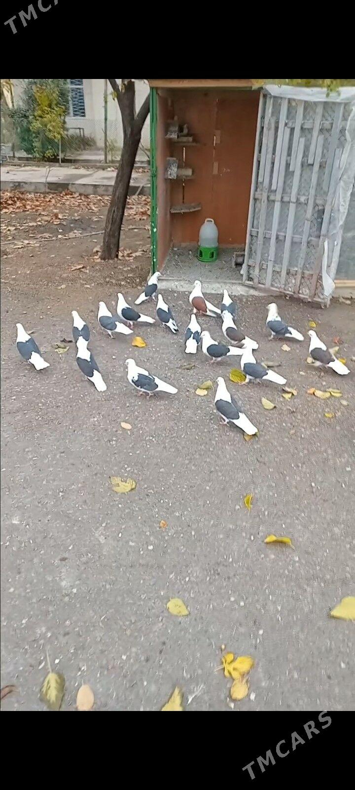 kepderi - Aşgabat - img 1