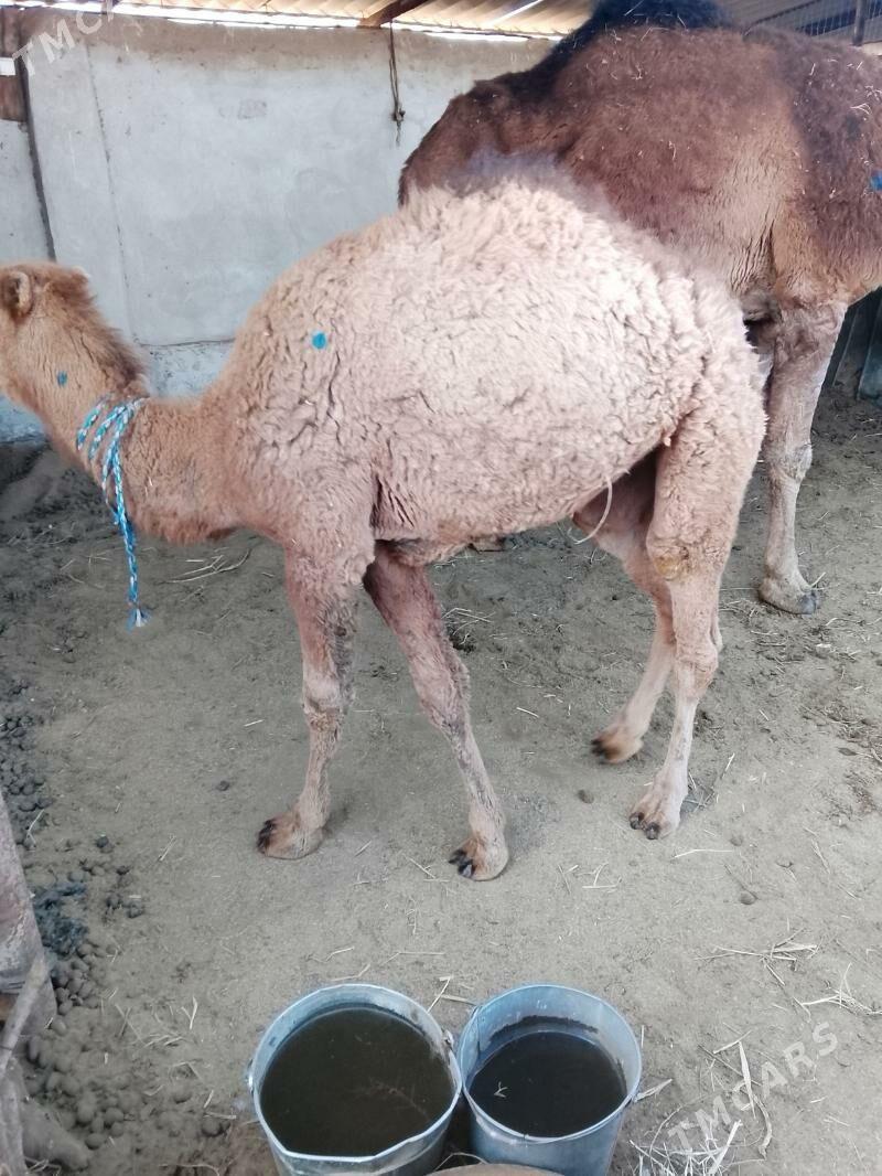 İnen torym - Теджен - img 1