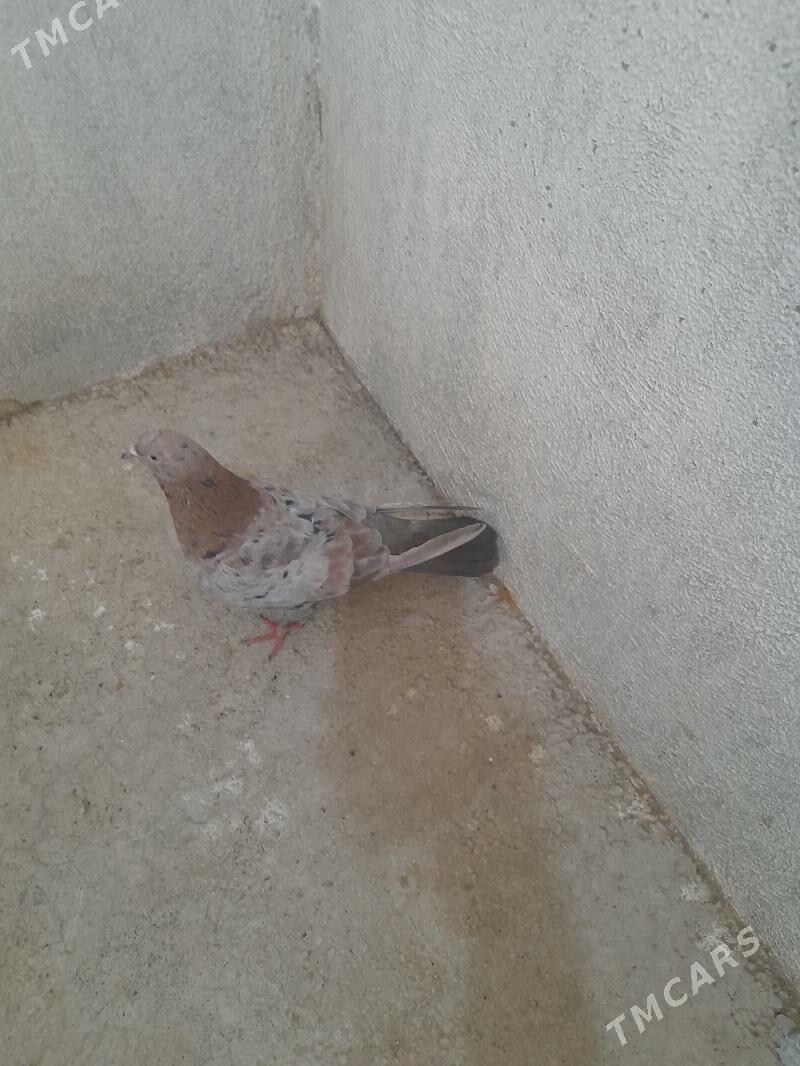 kepderi - Gyzylarbat - img 1