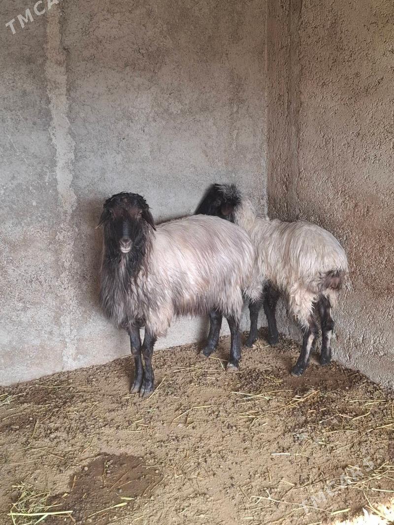 Goc - Бахарден - img 1