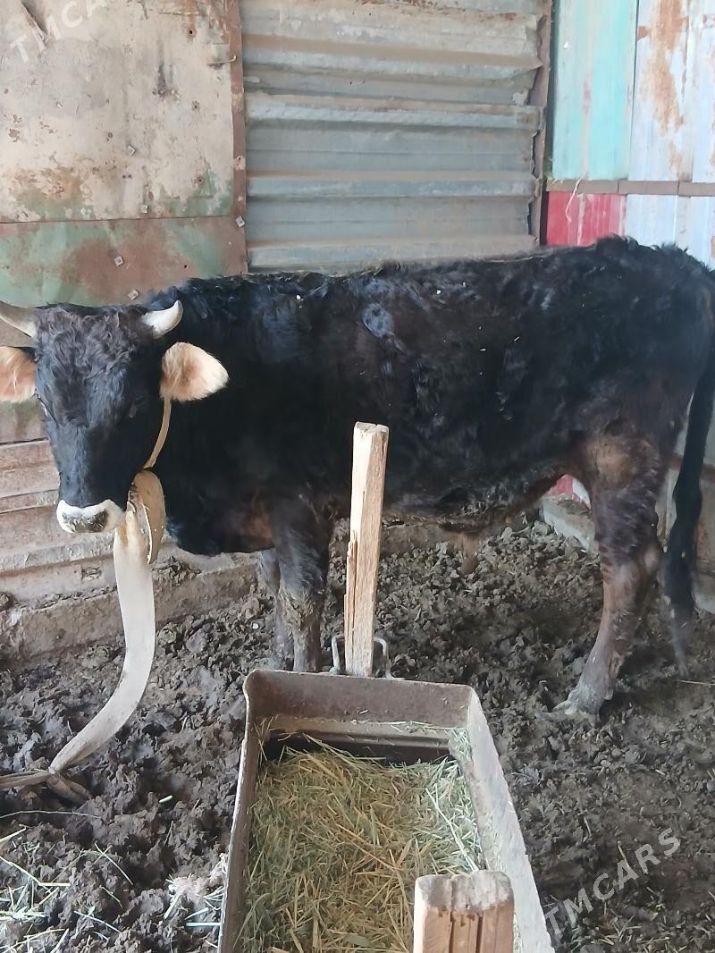 öküz - Бабадайхан - img 1