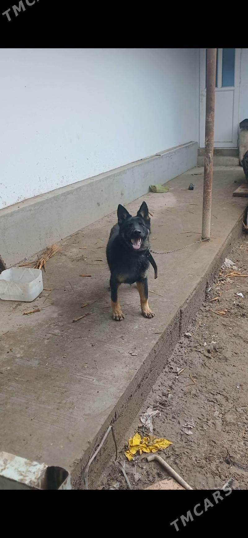 Афчарка - Daşoguz - img 1