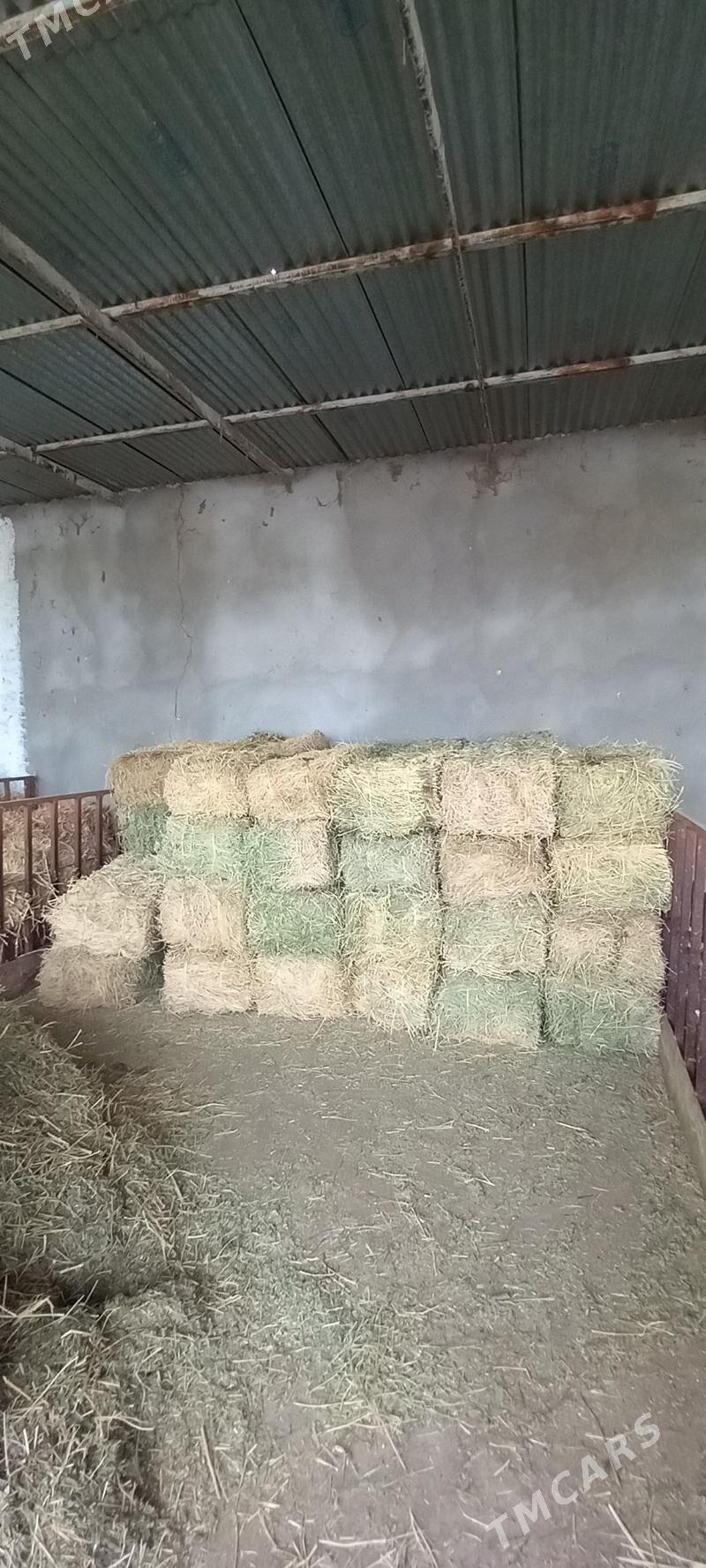 ýorunjo bede - Яшлык - img 1