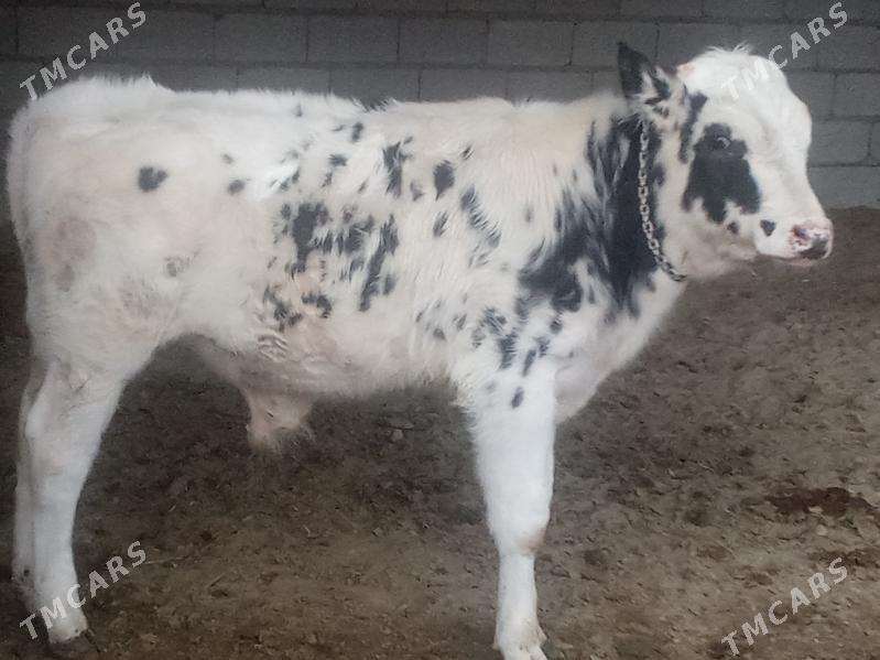 Golsteyn okuz - Бахарден - img 1