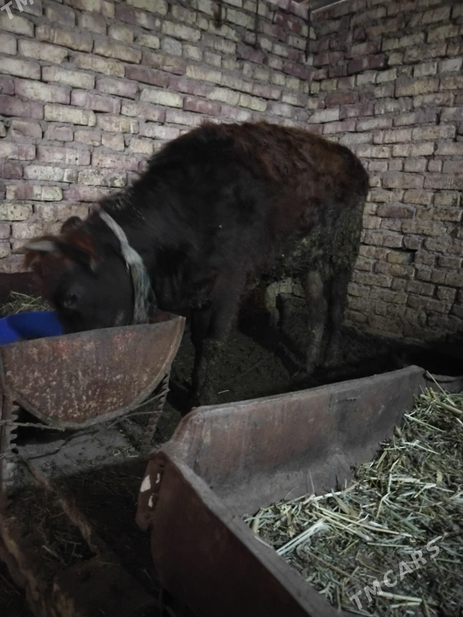 tüwe - Бабадайхан - img 1