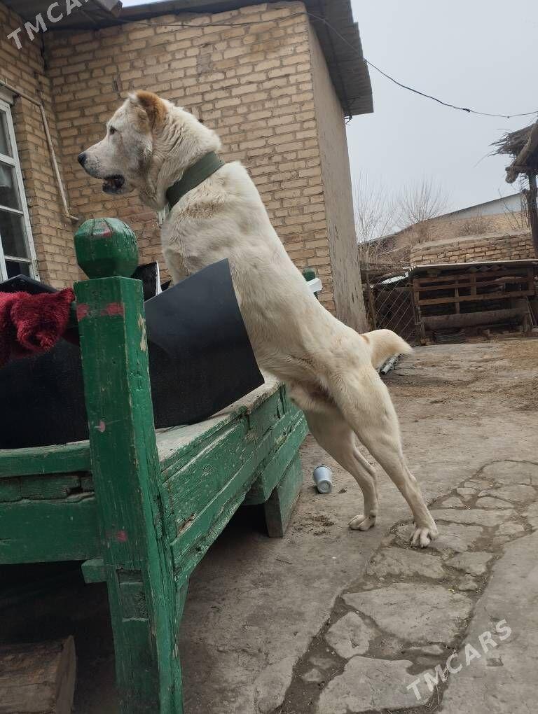 ИТ. Алабай.Еннилмедик. - Туркменабат - img 1