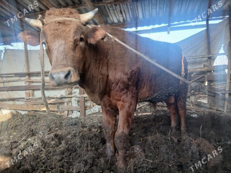 okuz - Туркменабат - img 1