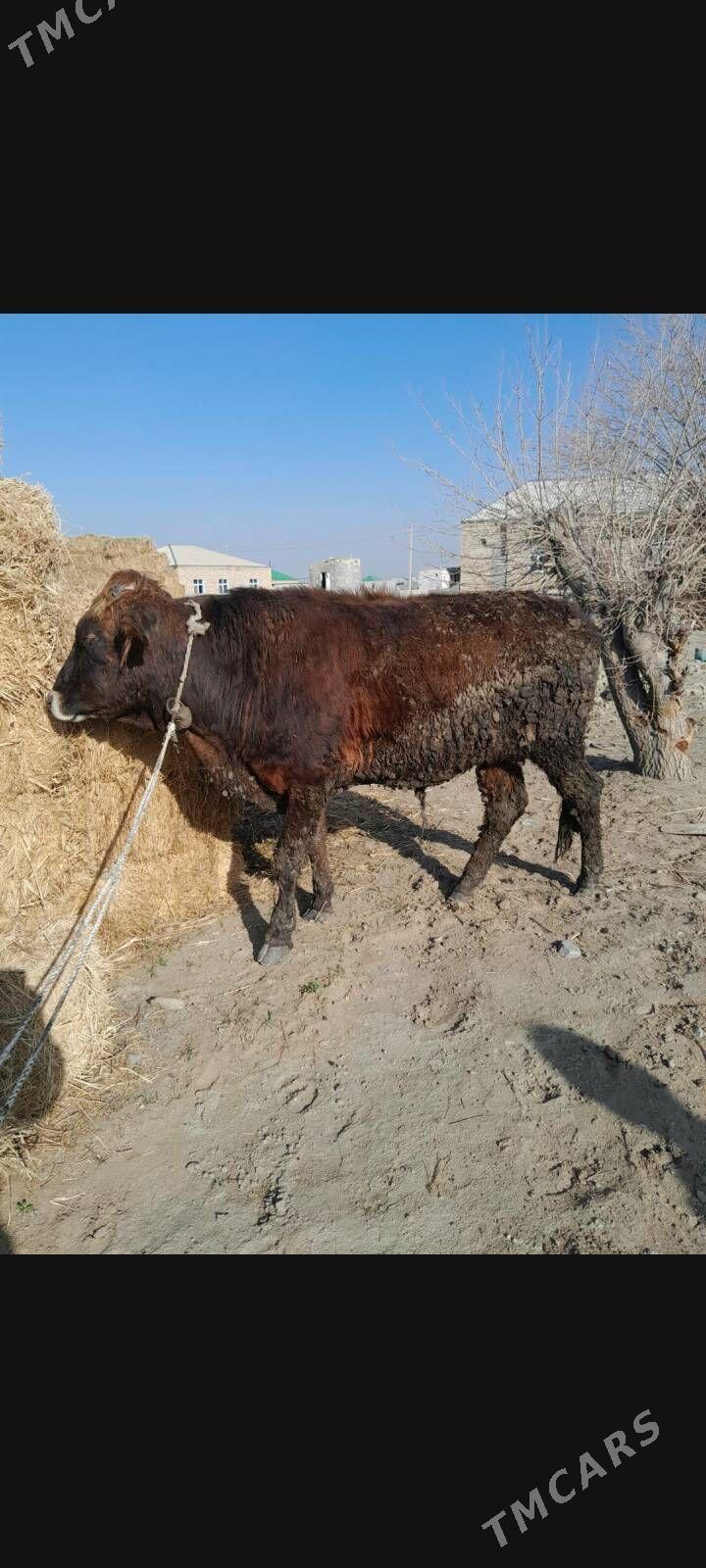 okuz - Bäherden - img 1