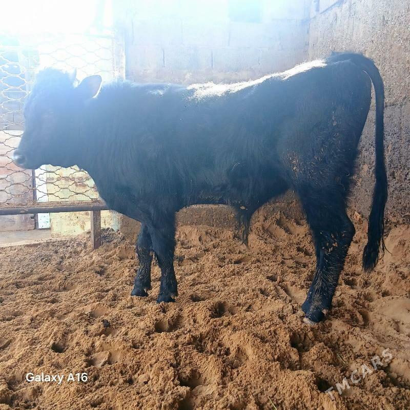 okuz - Aşgabat - img 1