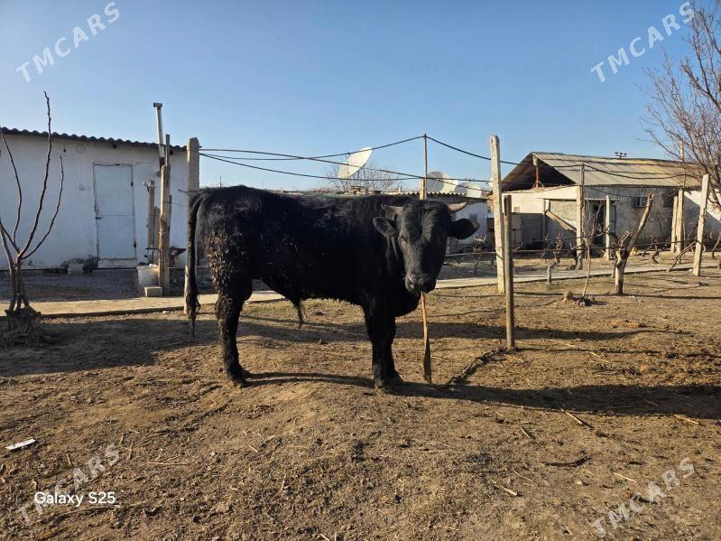 okuz - Gökje - img 1