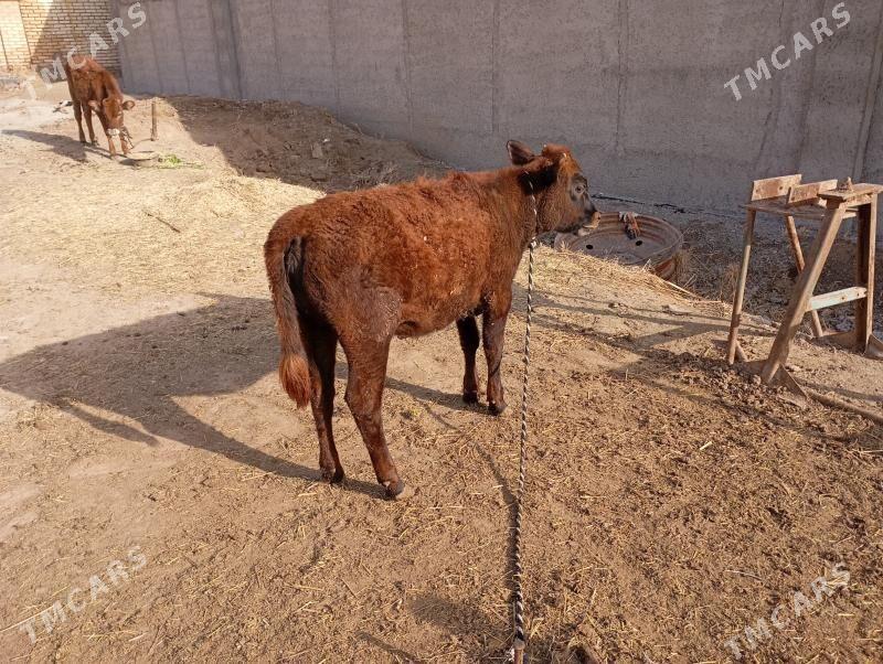 gulajyn - Mary - img 1