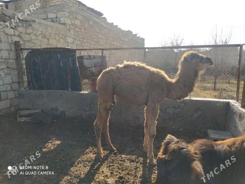 торум - Gyzylarbat - img 1