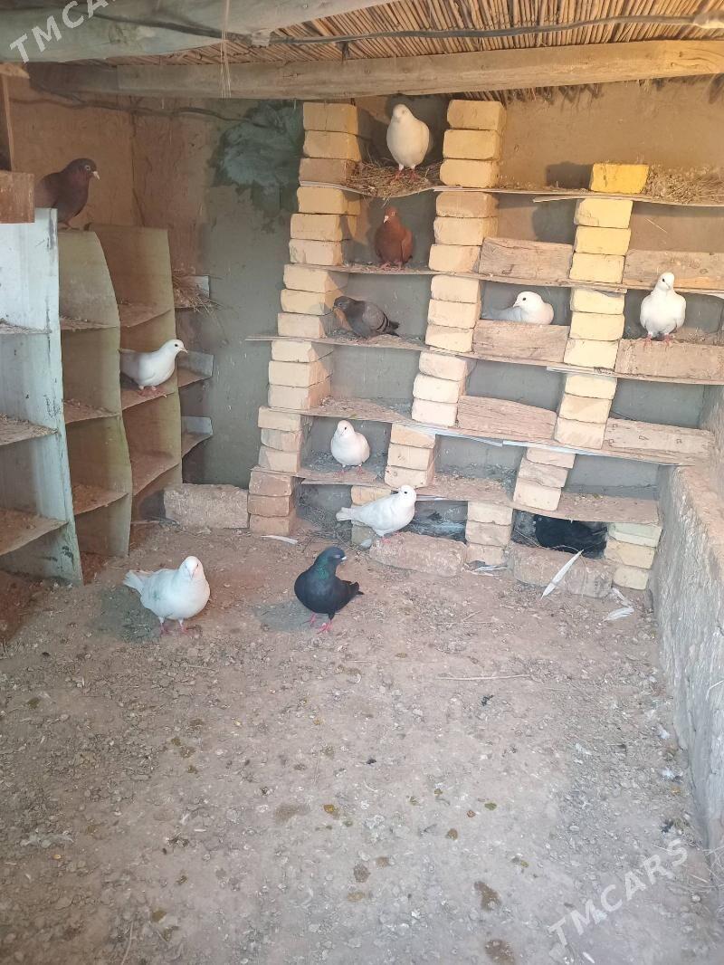 кептер - Farap - img 1