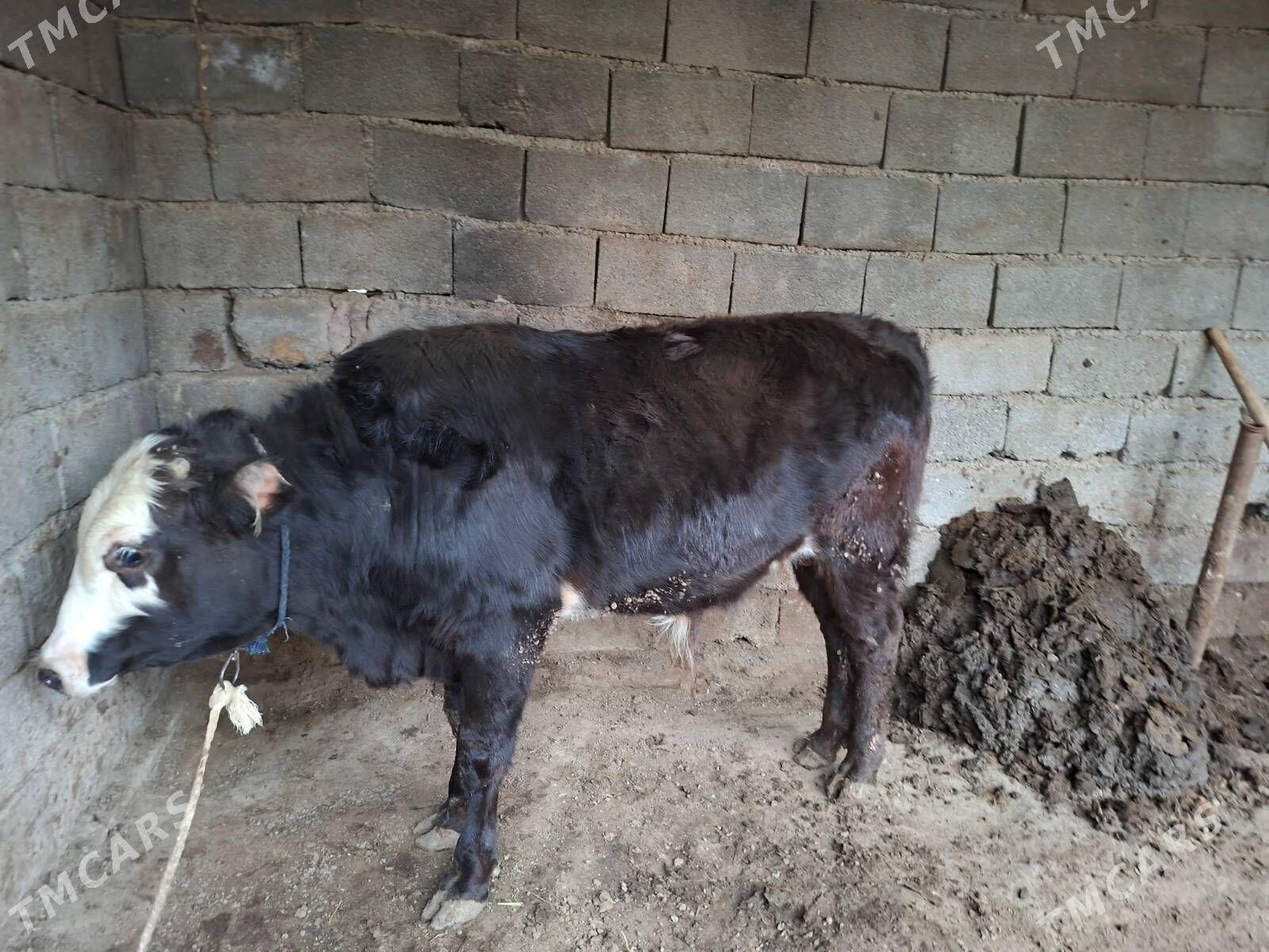 okuz - Aşgabat - img 1