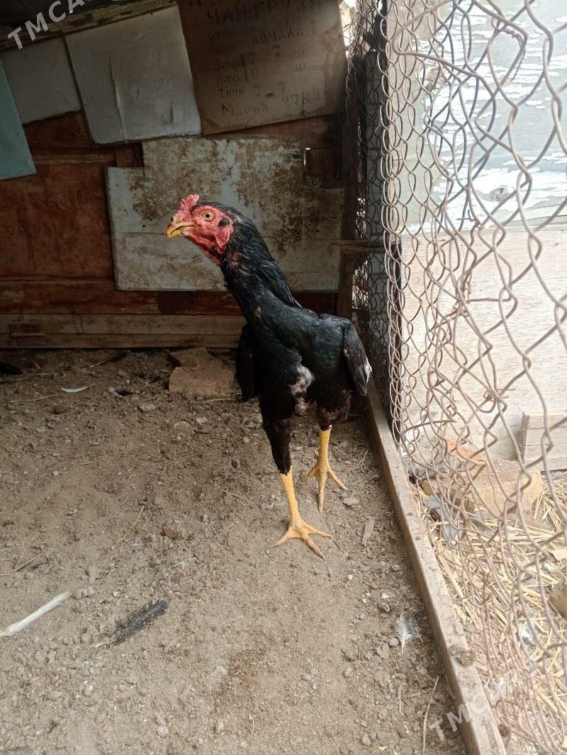 horaz - Farap - img 1