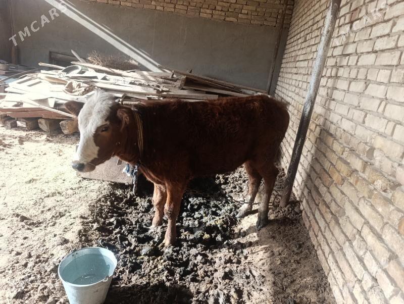 Gulajyn gole bakylyan - Mary - img 1