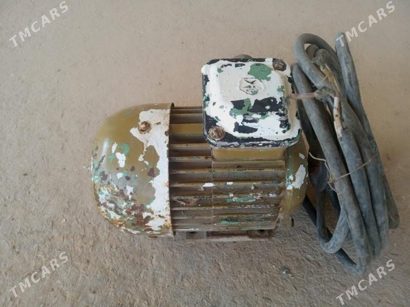 Diwigitel uc fazaly - Mary - img 1